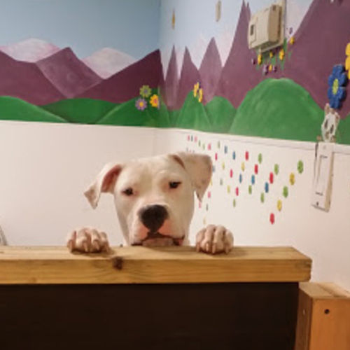 Pet Care Provider Patty M's Profile Picture
