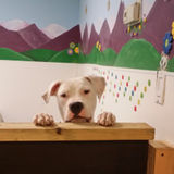 Pattys Fur-Topia Grooming and Boarding with Doggie Daycare
