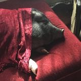 Potbellied Pig Sitter Needed Immediately