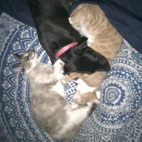 House Sitter Job Barbara G's Profile Picture