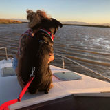 Knowledgeable Pet Care Provider in Suisun City
