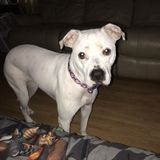For Hire: Honest Cat Sitter in Rockford, Illinois and dogs