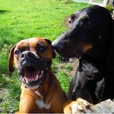 Loving Home On 10 Acres Open to overnight and weekly boarding of cats and dogs
