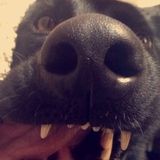 Experienced Vet Tech