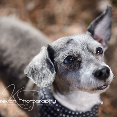 Pet Care Job Sarah K's Profile Picture