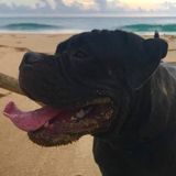 Interested In dogs and all animal care jobs.