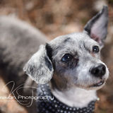 Ongoing Pet Sitter Needed for One Dog and Three Cats