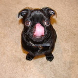 Loving Pet Sitter Available Immediately
