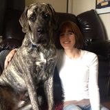 North Hills, California Housesitter Job