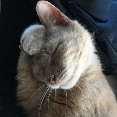 Pet Care Job Christophe G's Profile Picture