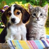 Excellent Pet Care Provider, Also Experienced!