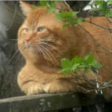 Pet sitter. Dog Walking. Cat sitting. Available in Alliston, Ontario. Big or small. I love them all!