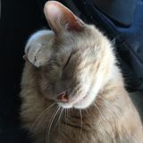 Cat sitter needed