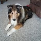 Hi my name is Lisa. I would love to dog sit for you. Over night or days.