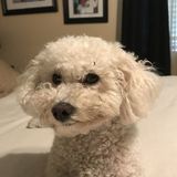 Disciplined Dog Walker in Linwood