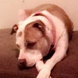 Murfreesboro, Tennessee Pet Care Provider Opportunity