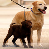 Dog Walking & Cat Visiting in Richmond Hill/Surrounding Areas