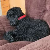 Occasionally sitting with my miniature poodle in my home. Stay at home person needed. May be overnight occasionally.