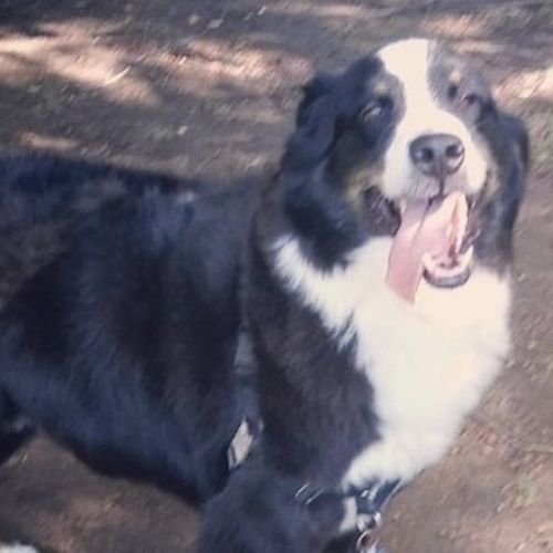 Pet Care Provider Cynthia L's Profile Picture