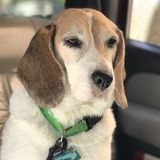 Great House/Pet Sitter in San Jose, California