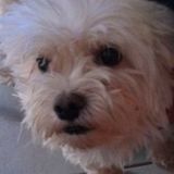 Pet Sitter Offered in Deltona