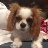 Need pet sitter for 2 weeks