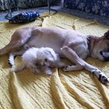 Deerfield Dog Sitting Professional Interested In Job Opportunities