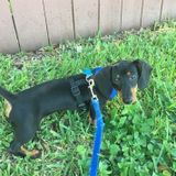 Available For a House and Pet Sitter Job in Pompano Beach, Florida