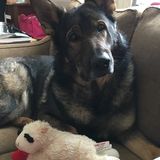 Pet sitter in Brighton
