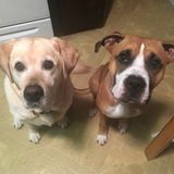 North Andover Pet Sitting/ Walker Professional Available For Work