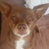 Available For Tri-Cities Petsitter, Washington Jobs