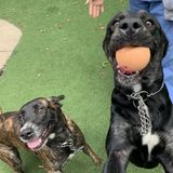 Available: Dog Walker in Rockwall/Dallas
