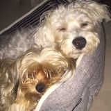 Loving Pet Sitter in Maple