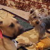 USA - House and Pet Sitting - Love Travel