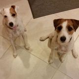 Caring Dog Walker in Royal Palm Beach, Florida
