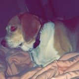 Available: Present Petsitter in Butler, Pennsylvania