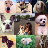 Need a Dog Walker/Animal Sitter?