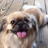 Pet Sitter Northern Illinois