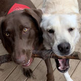 Weatherford Pet Trainer Interested In Job Opportunities in Texas