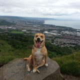Vancouver Dog Walker ready to love and care for your fur babies!