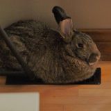 Gatineau, Quebec Animal Lover Opportunity
