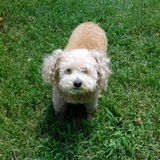 Pet pride: pet sitting, dog walking, in the comfort of their own home.