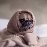 Keeping houses warm while their owners are away!