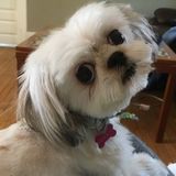 Caring Pet Sitter Wanted Immediately for 2 tiny shzitzues in our home. Availability aug 28-sept 3