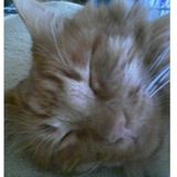 HB Cat Lady - Cat sitting by a true cat lover!