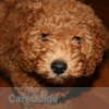 Energetic Pet Sitter Available