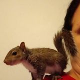House/Pet Sitter