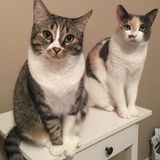 Wanted: Dallas area cat aficionado.