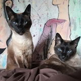 Available: Passionate Pet Sitting Professional in Utica, New York