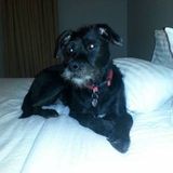 Need someone to walk my service dog while in hospital